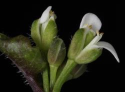 Cardamine polyodontes. Flower with two petals.
 Image: P.B. Heenan © Landcare Research 2019 CC BY 3.0 NZ
